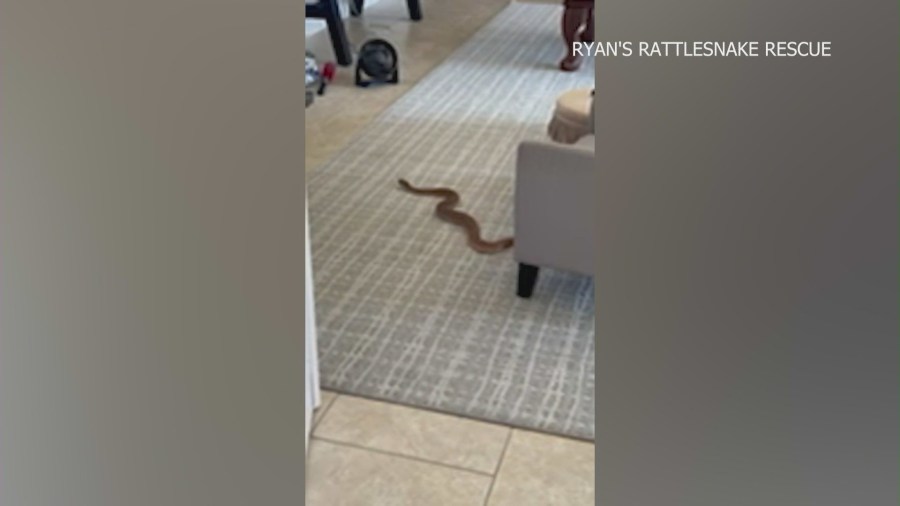 Rattlesnake Murrieta