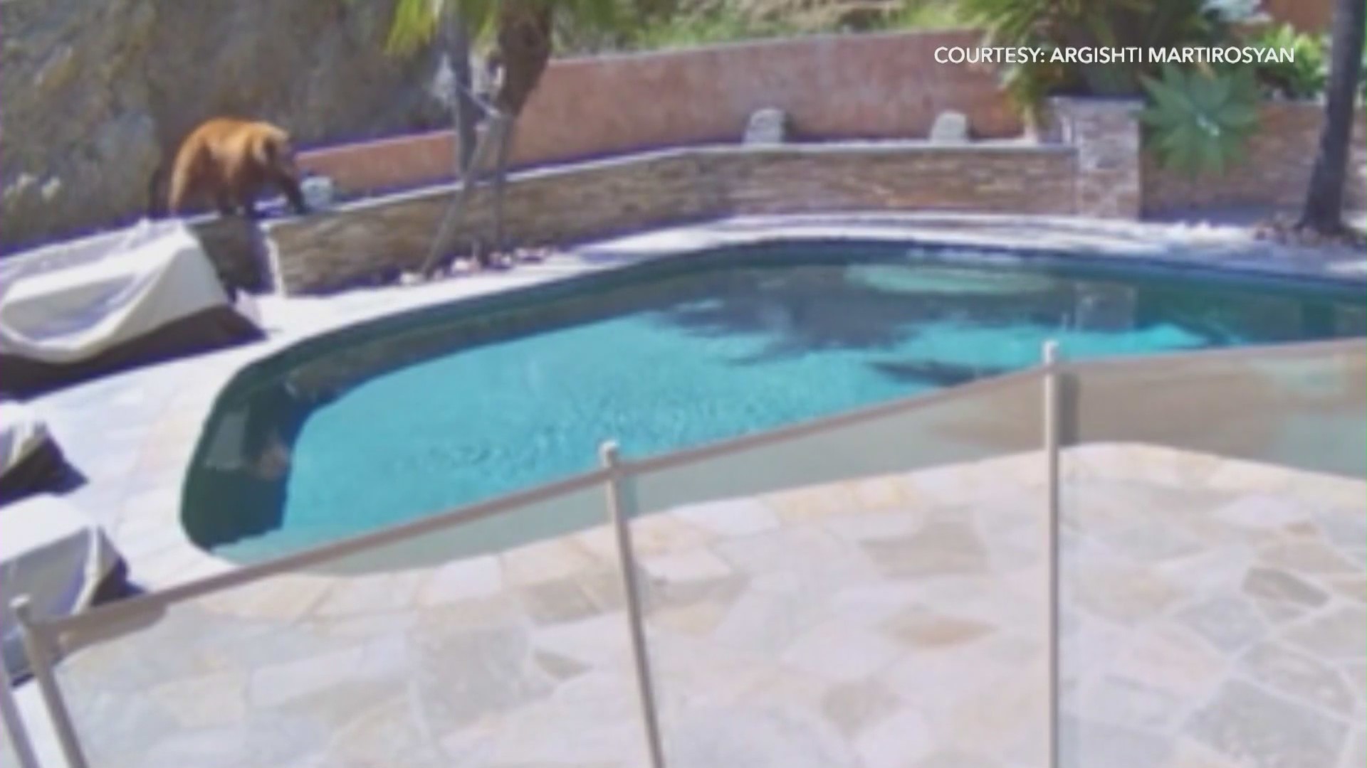 A large bear seen roaming around a backyard pool in Burbank on April 9, 2024. (Argishti Martirosyan)