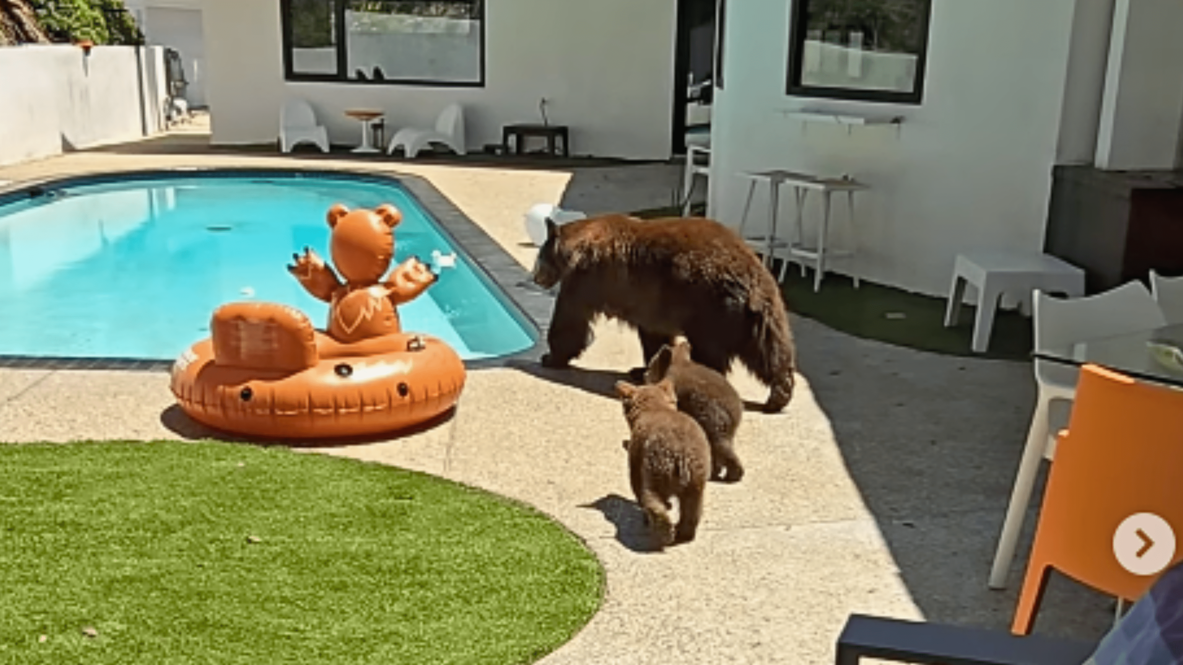 A momma bear and cubs were captured in the backyard of a Monrovia home on May 6, 2024.