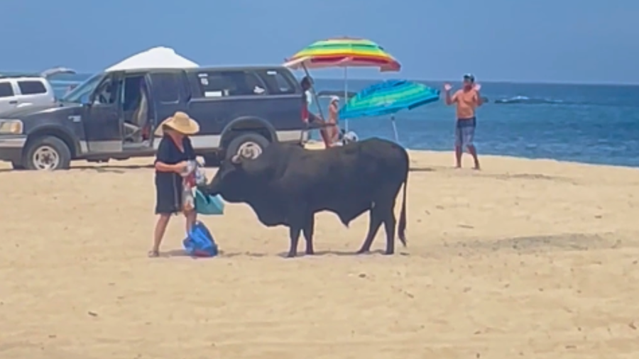 A woman picks up bags a bull is eating from on a beach in Mexico's Baja California Sur on May 11, 2024.