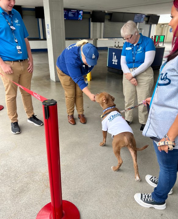 Two adoptable dogs named after L.A.'s beloved baseball team toured Dodger Stadium in May 2024 in hopes of raising awareness for their adoption. (Canine Adoption and Rescue League)