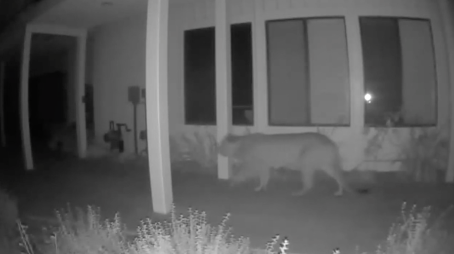 Mountain lions caught prowling SoCal neighborhood