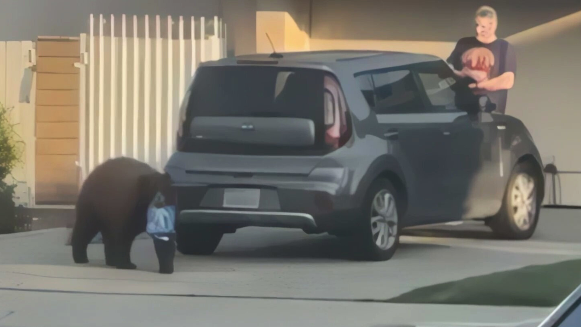 The bear seen grabbing a pack of Oreo cookies from the driveway of a Monrovia home as neighbors looked on.