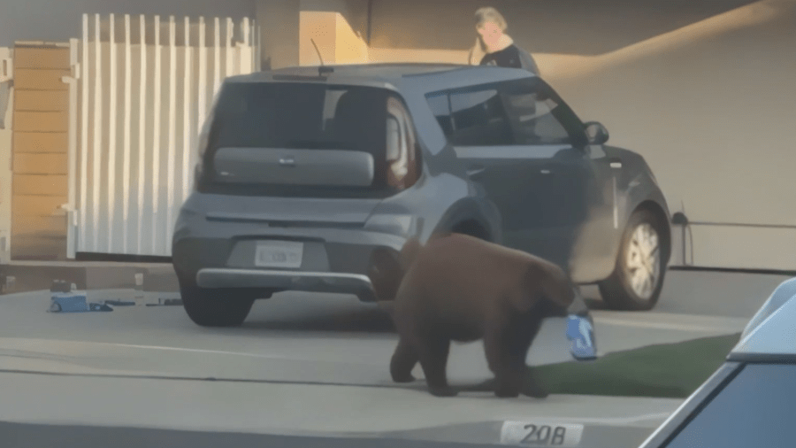 The bear seen walking away with a pack of Oreo cookies from the driveway of a Monrovia home as neighbors looked on.