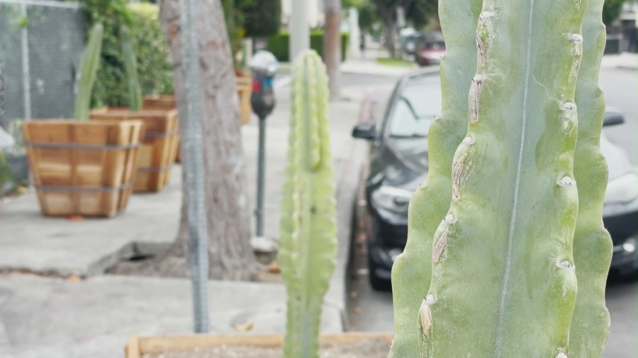 Homeless Planters