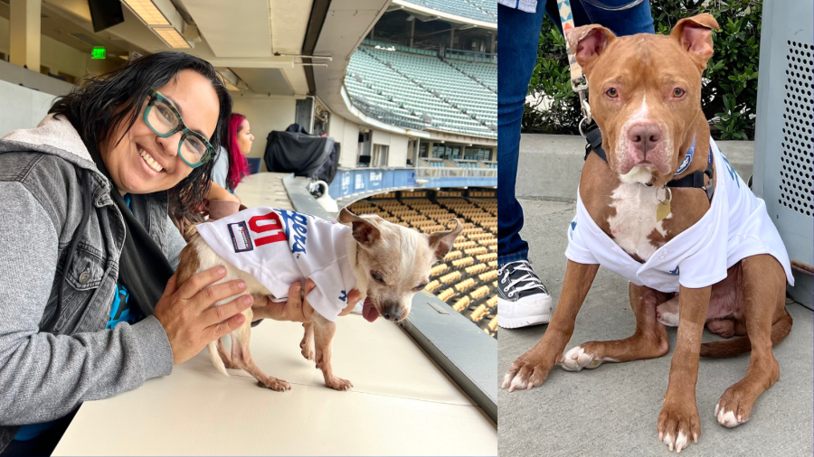 Two adoptable dogs named after L.A.'s beloved baseball team toured Dodger Stadium in May 2024 in hopes of raising awareness for their adoption. (Canine Adoption and Rescue League)