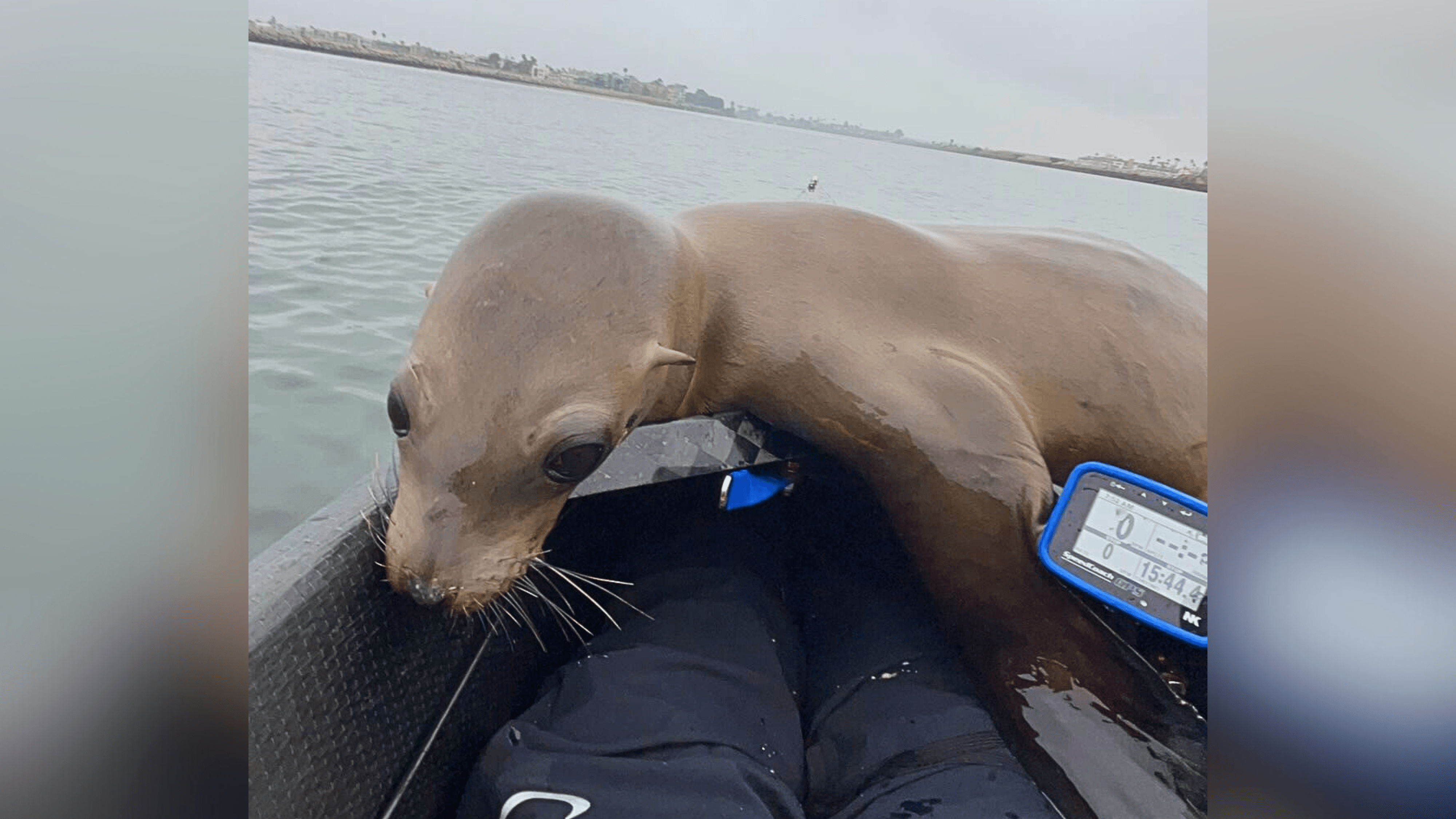 A sea lion is seen aboard a UCLA rowing team boat in Marina del Rey.