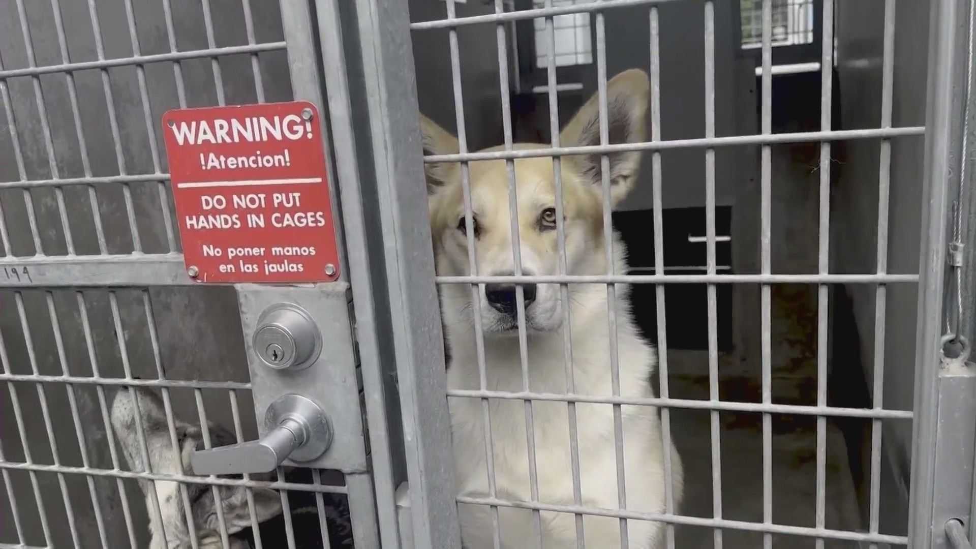 Animal shelters in Los Angeles are facing a crisis from overcrowding as animals remain stuck in cramped conditions while waiting to be adopted. (KTLA)