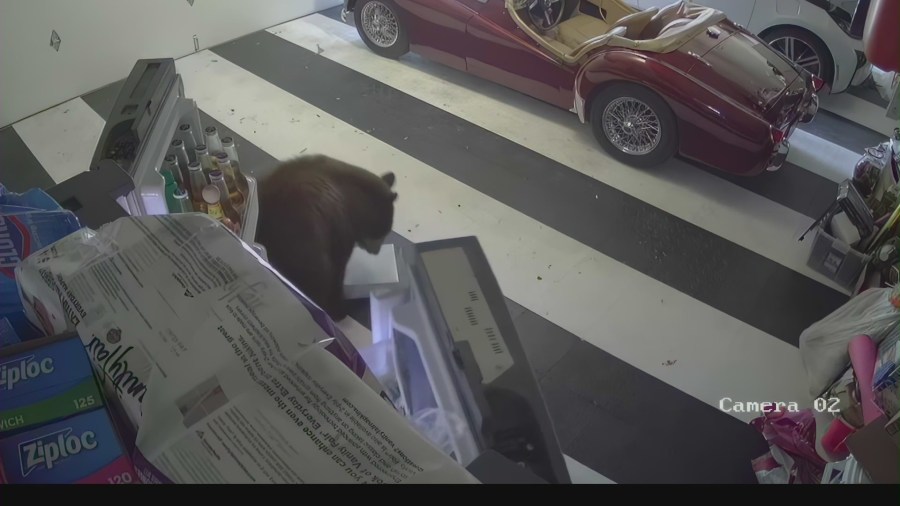 A bear nicknamed "Oreo" finds a box of chocolate cake after searching through a refrigerator inside a Monrovia garage.