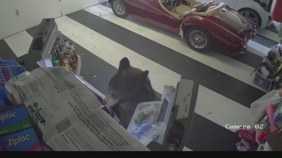 A bear nicknamed "Oreo" seen searching through a refrigerator inside a Monrovia garage.