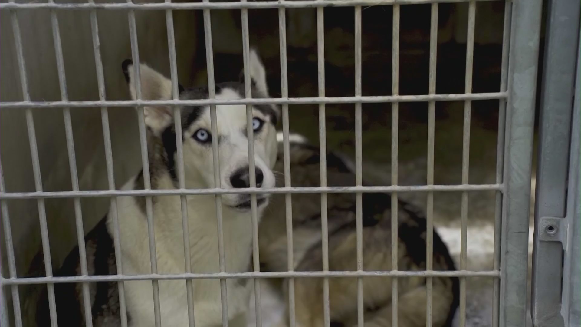 Animal shelters in Los Angeles are facing a crisis from overcrowding as animals remain stuck in cramped conditions while waiting to be adopted. (KTLA)