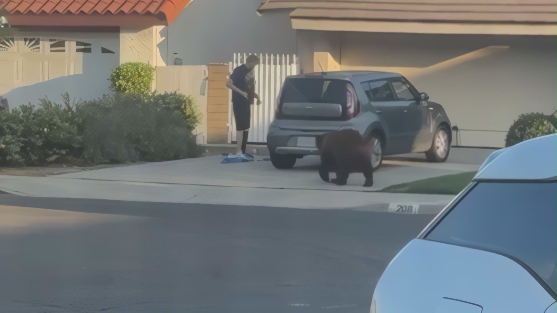 The bear approaches a man before grabbing a pack of Oreo cookies spotted on the driveway.