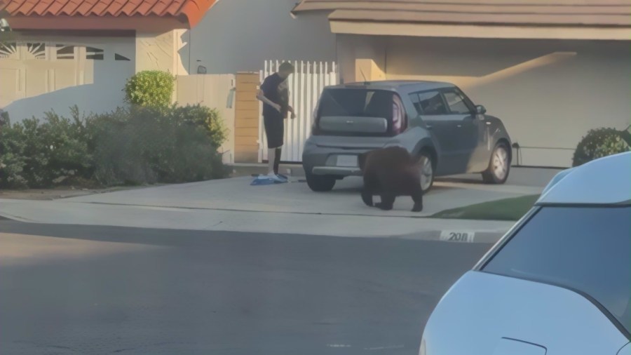 The bear approaches a man before grabbing a pack of Oreo cookies spotted on the driveway.