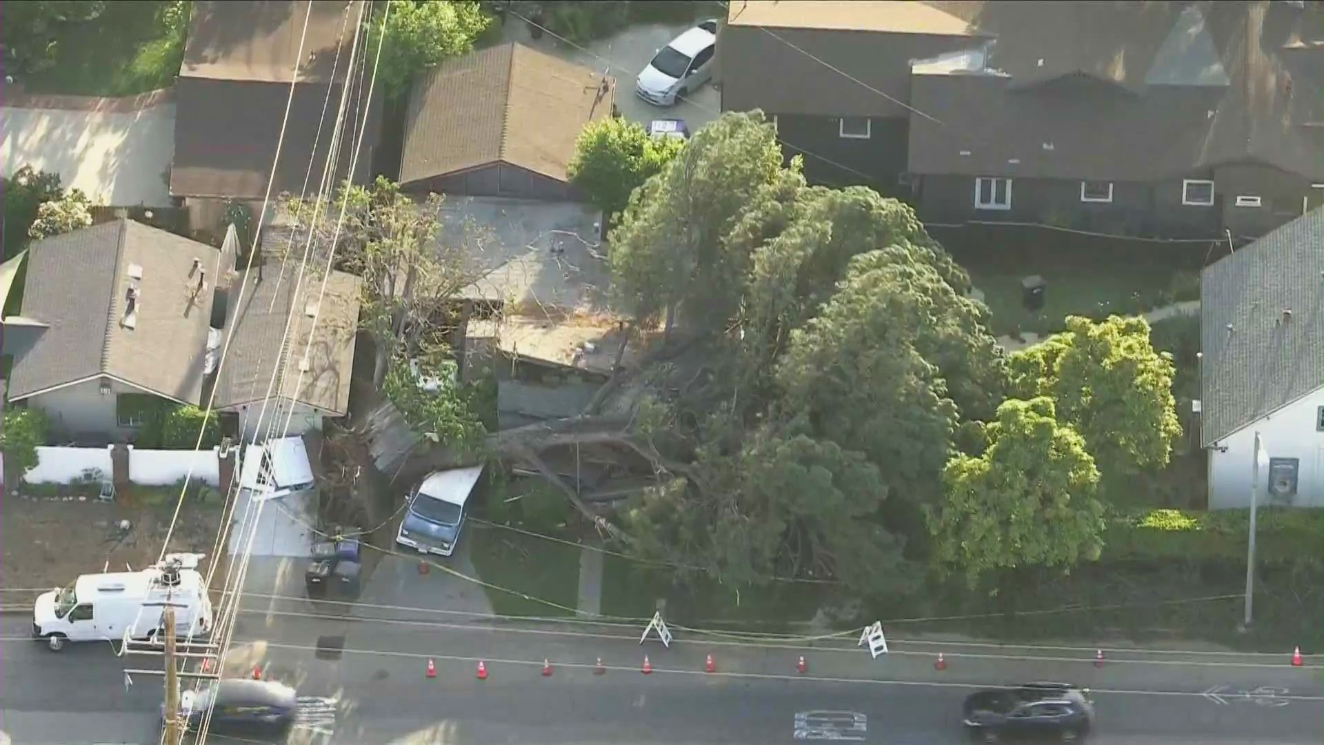 A giant pine tree topples over, crushing a Monrovia home and trapping residents inside on May 8, 2024. (KTLA)