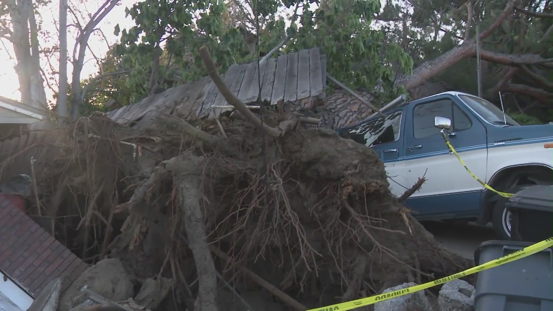 The tree's massive roots are seen as the trunk crushes a van parked on the driveway of a Monrovia home. (KTLA)