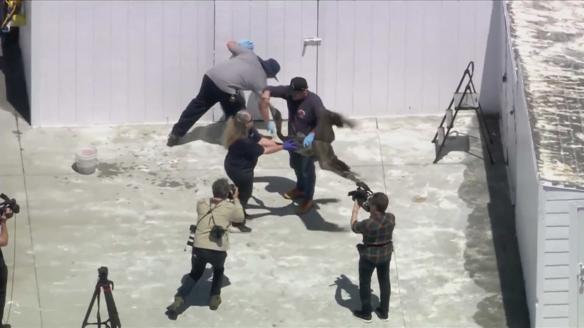 Wildlife resuce workers transporting a sick pelican from Newport Beach to the Wetlands and Wildlife Care Center of Orange County on May 7, 2024. (KTLA)