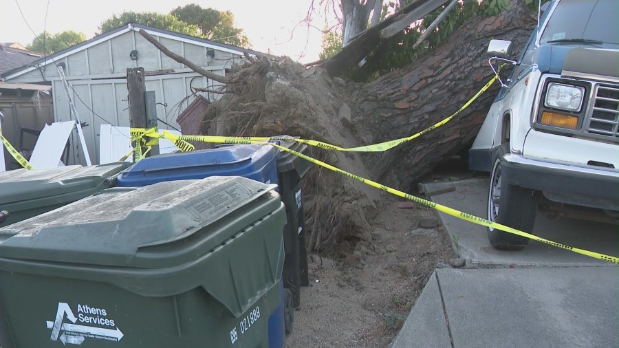 The tree's massive roots are seen as the trunk crushes a van parked on the driveway of a Monrovia home. (KTLA)