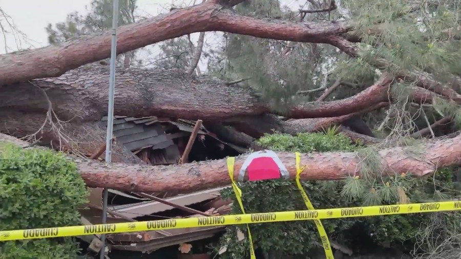 The toppling of a large pine tree left a trail of destruction in Monrovia on May 8, 2024. (KTLA)