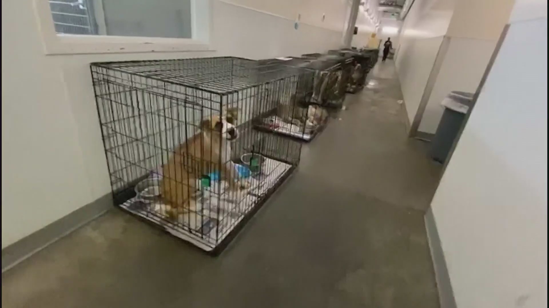 Animal shelters in Los Angeles are facing a crisis from overcrowding as animals remain stuck in cramped conditions while waiting to be adopted. (KTLA)