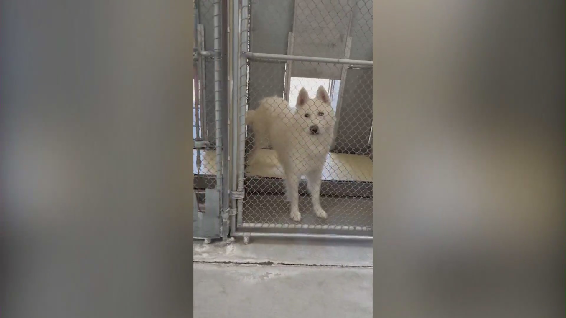 Animal shelters in Los Angeles are facing a crisis from overcrowding as animals remain stuck in cramped conditions while waiting to be adopted. (KTLA)