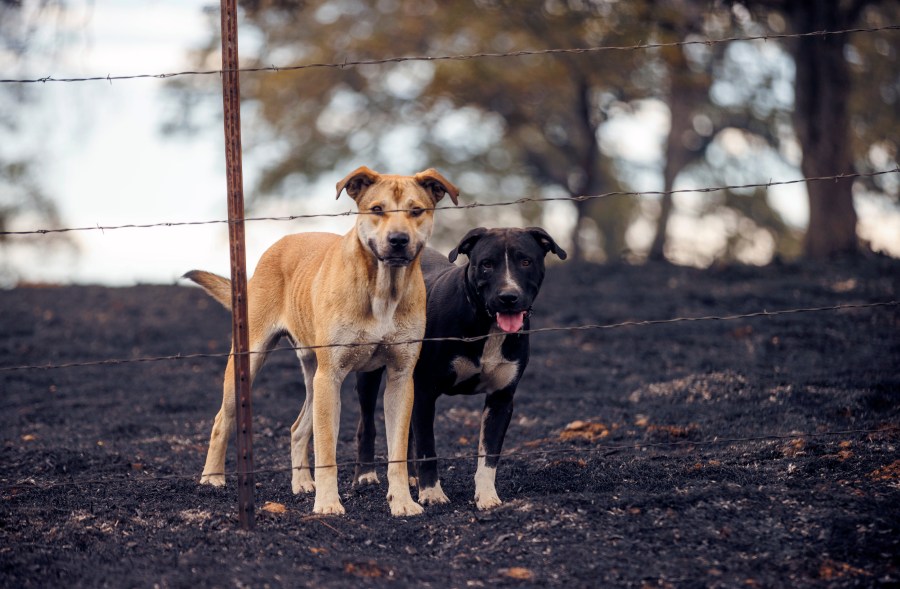 Dogs watch through the fence of a property burned by the Apache Fire in Palermo, Calif., on Tuesday, Jun. 25, 2024. According to Cal Fire, more than a dozen new fires sparked by lightning. (AP Photo/Ethan Swope)