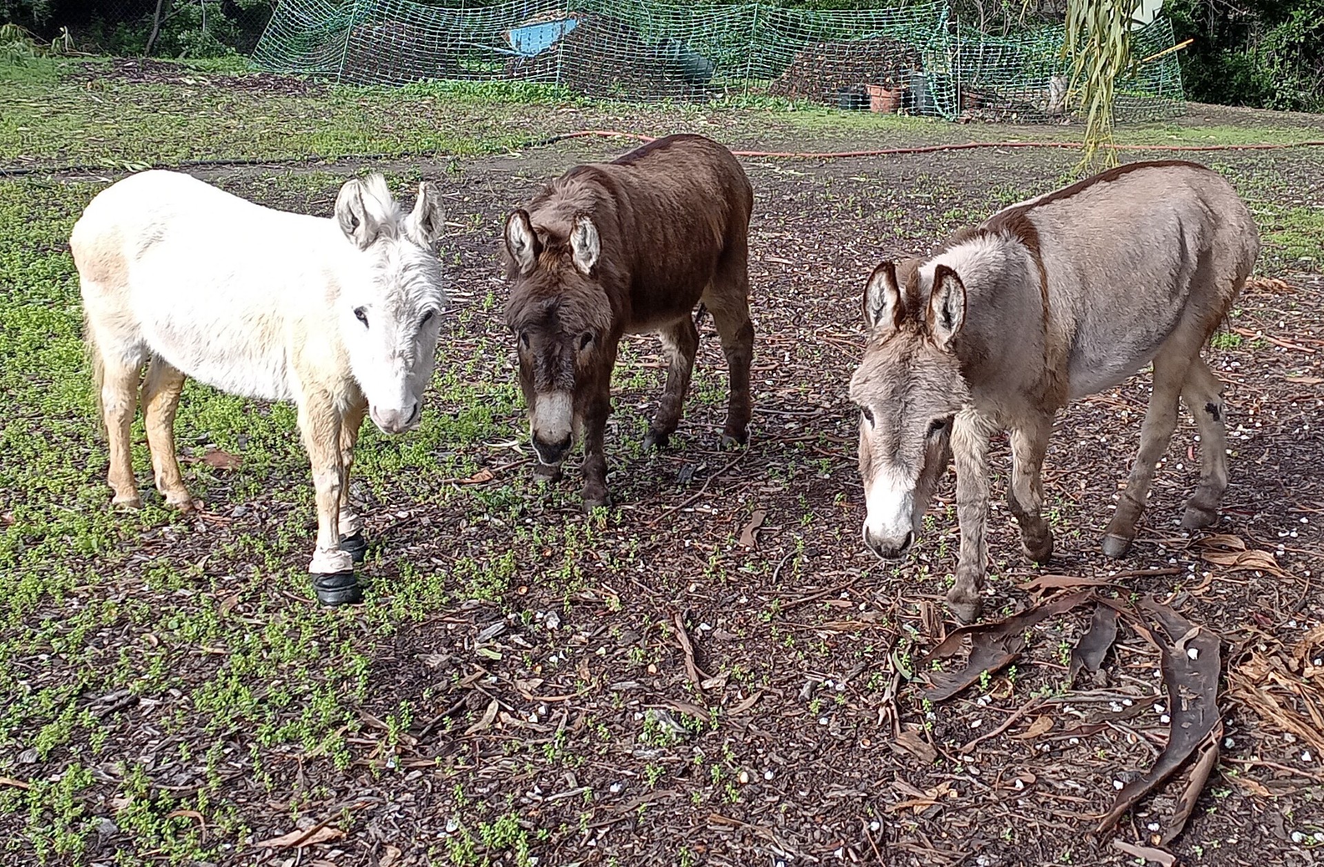 April, Buddy and Perry