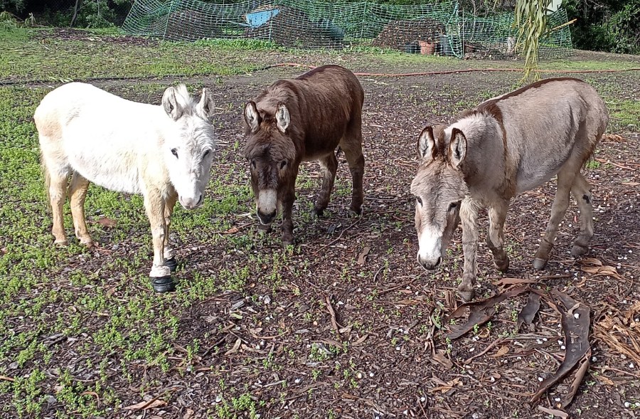 April, Buddy and Perry 