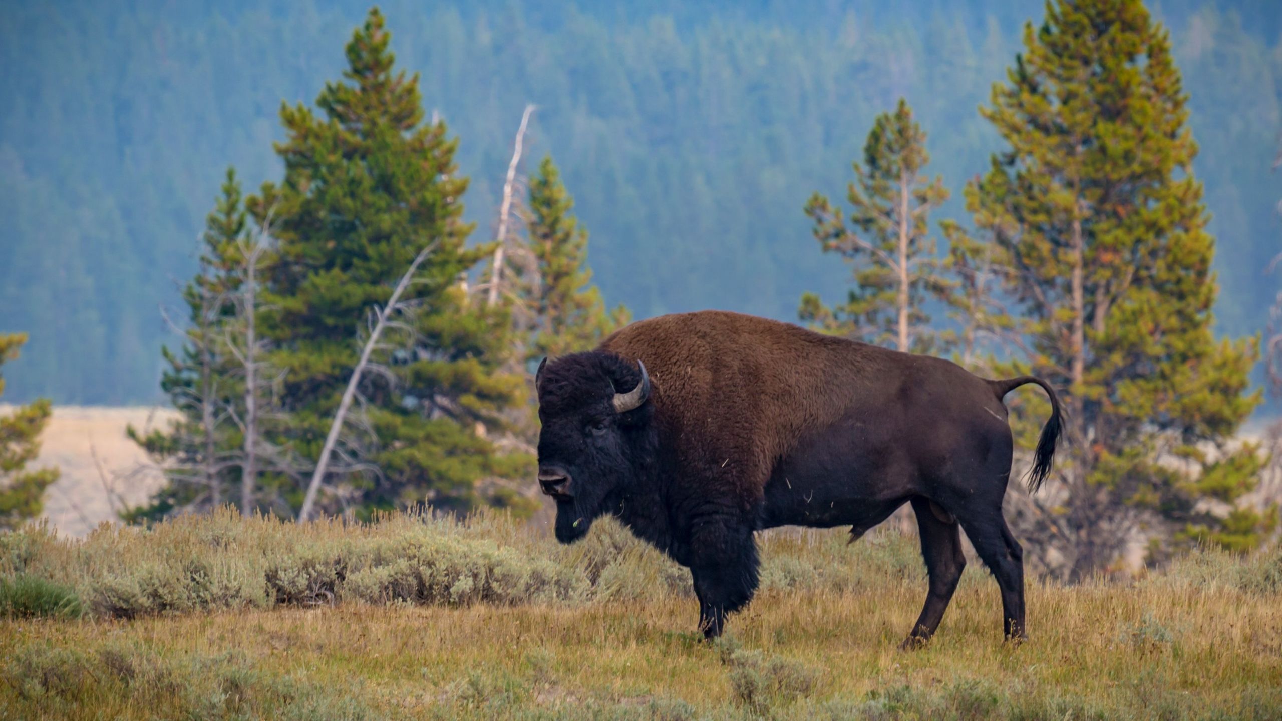 American Bison standing in an open meadow of Hayden Valley in Yellowstone National Park, Wyoming in this undated image. (Getty Images)