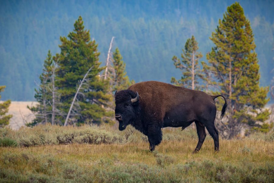 American Bison standing in an open meadow of Hayden Valley in Yellowstone National Park, Wyoming in this undated image. (Getty Images)