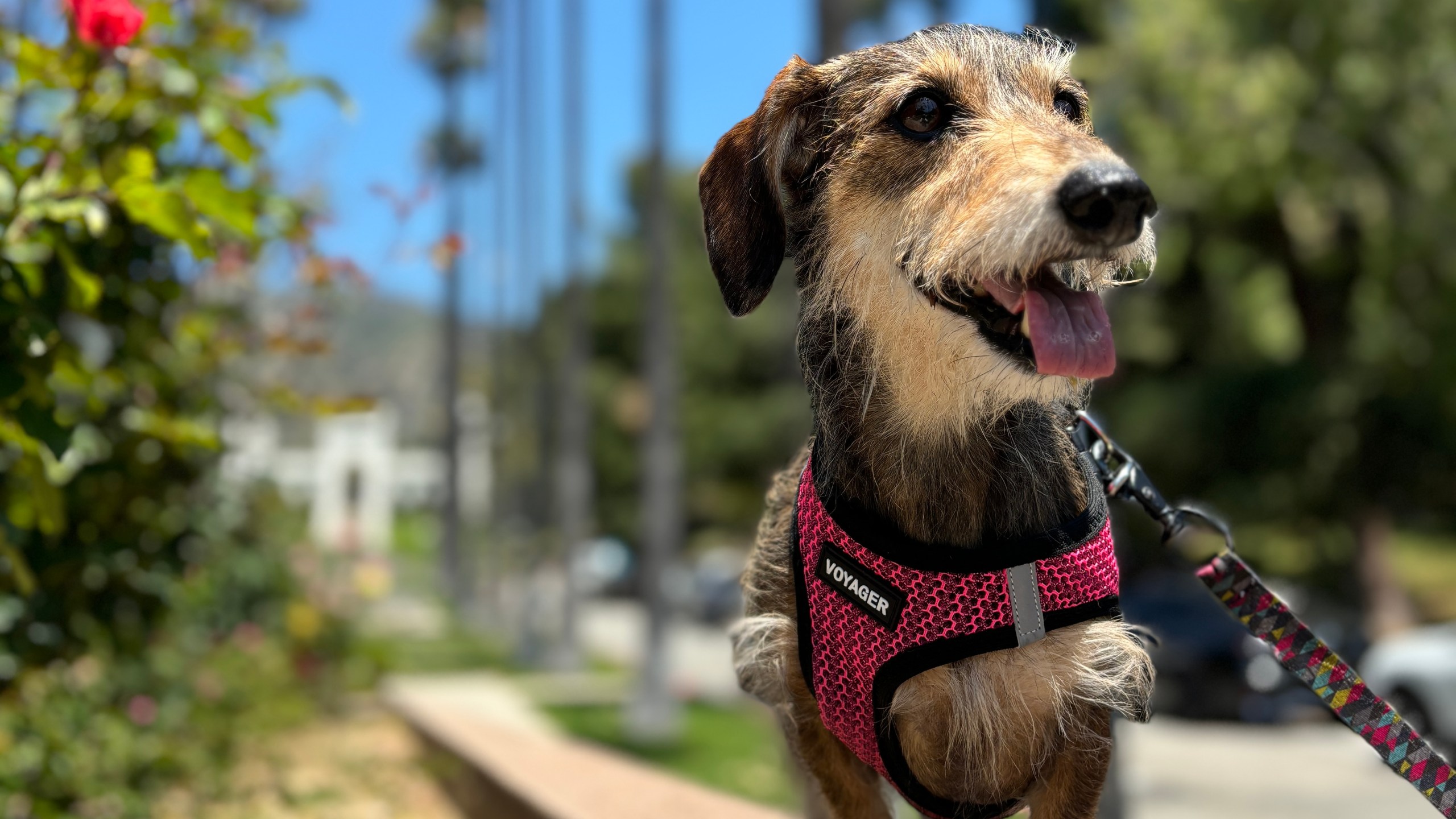 Ellie, a 10-year-old miniature wirehaired dachshund is photographed at Brand Park in Glendale, Calif. on May 11, 2024. (KTLA)