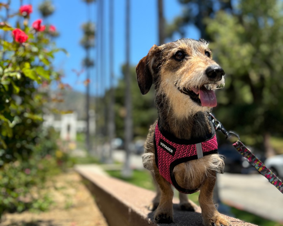 Ellie, a 10-year-old miniature wirehaired dachshund is photographed at Brand Park in Glendale, Calif. on May 11, 2024. (KTLA)