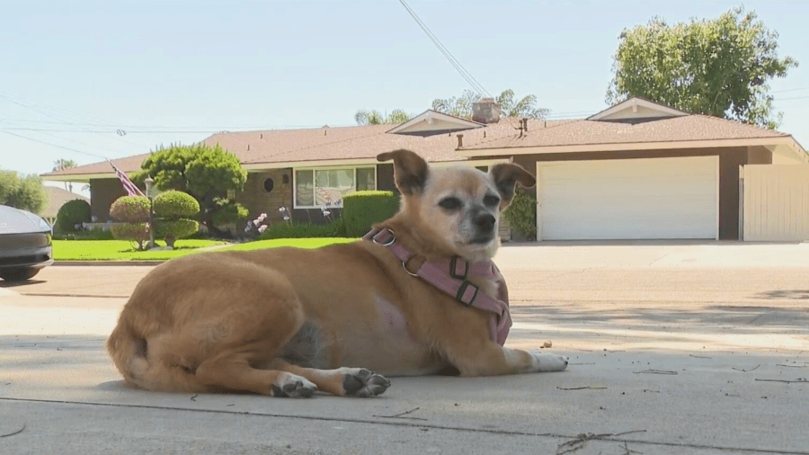 Abbey, a 12-year-old Chihuahua mix, was hospitalized after ingesting methamphetamine at an Anaheim neighborhood park on June 20, 2024. (KTLA)