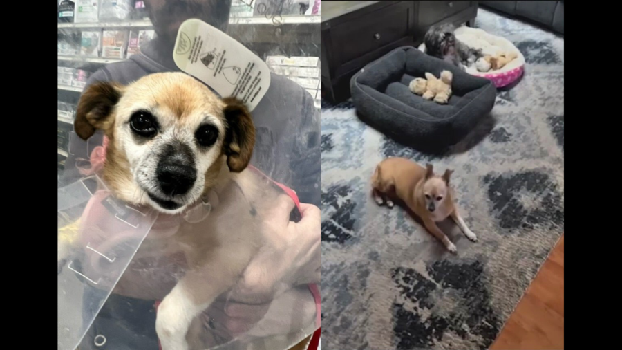 Abbey, a 12-year-old Chihuahua mix, was hospitalized after ingesting methamphetamine at an Anaheim neighborhood park on June 20, 2024. (KTLA)