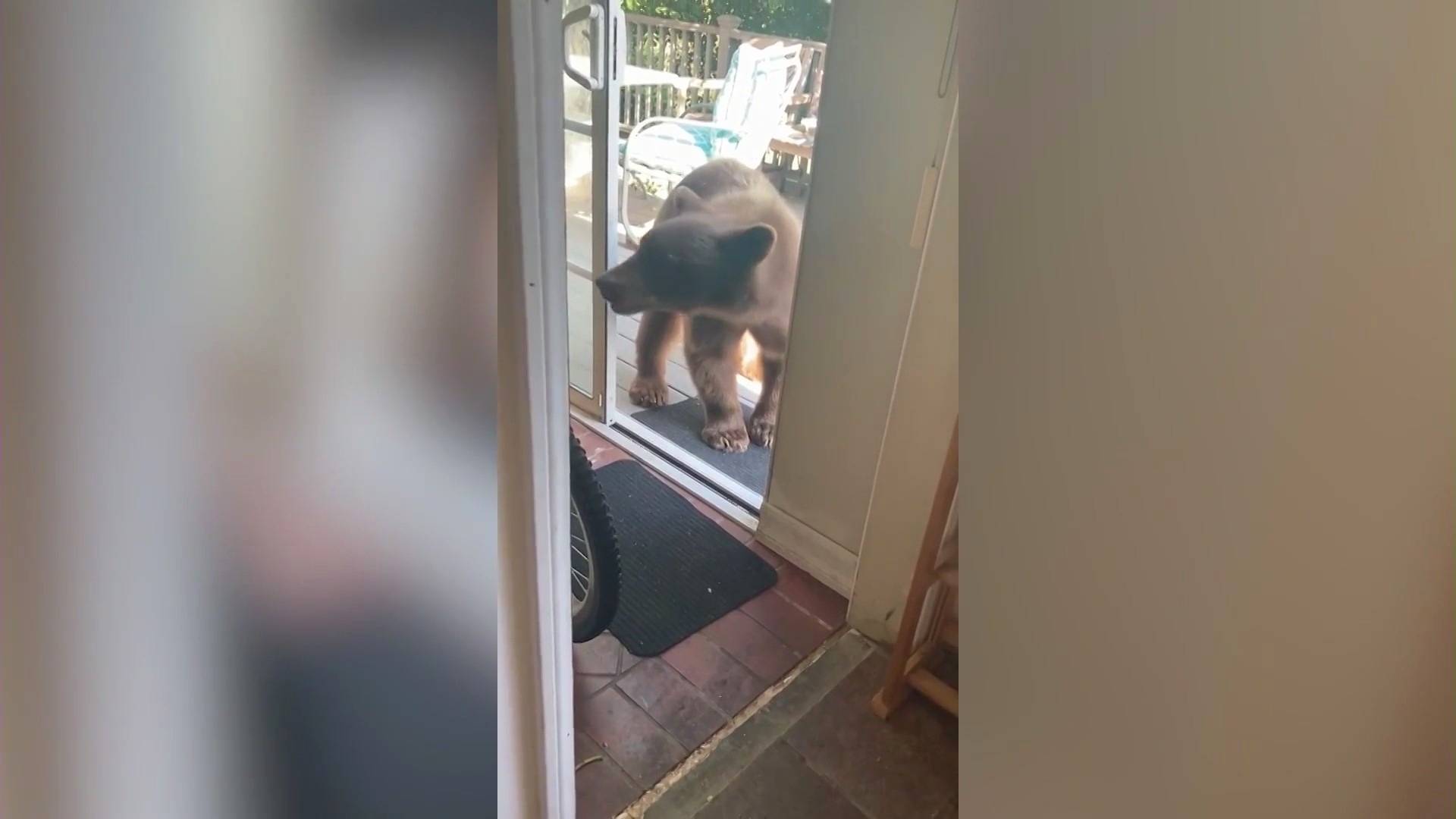 Video captures the moment a bear wanders into a kitchen in Sierra Madre while searching for dinner on June 4, 2024. (Jason Wightman)