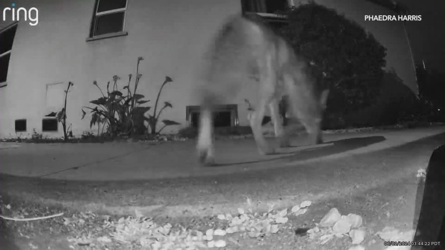 A coyote is seen prowling around a Leimert Park home on June 2, 2024. (Phaedra Harris)