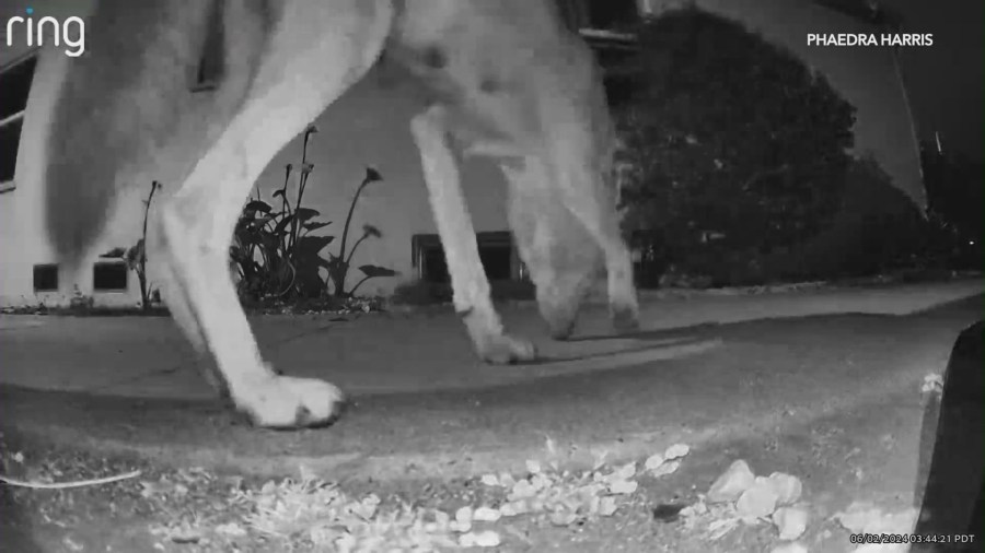 A coyote is seen prowling around a Leimert Park home on June 2, 2024. (Phaedra Harris)