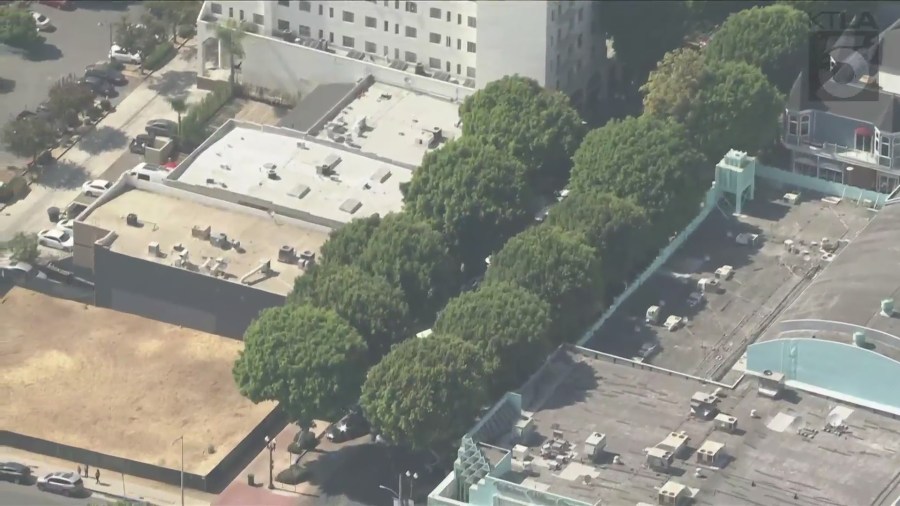 A Sky5 aerial view of the ficus trees in Uptown Whittier. (KTLA)