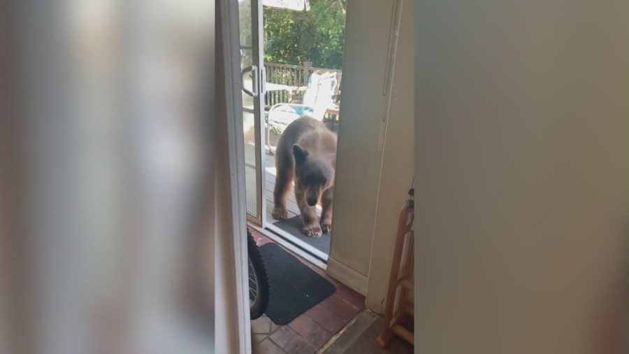 Video captures the moment a bear wanders into a kitchen in Sierra Madre while searching for dinner on June 4, 2024. (Jason Wightman)