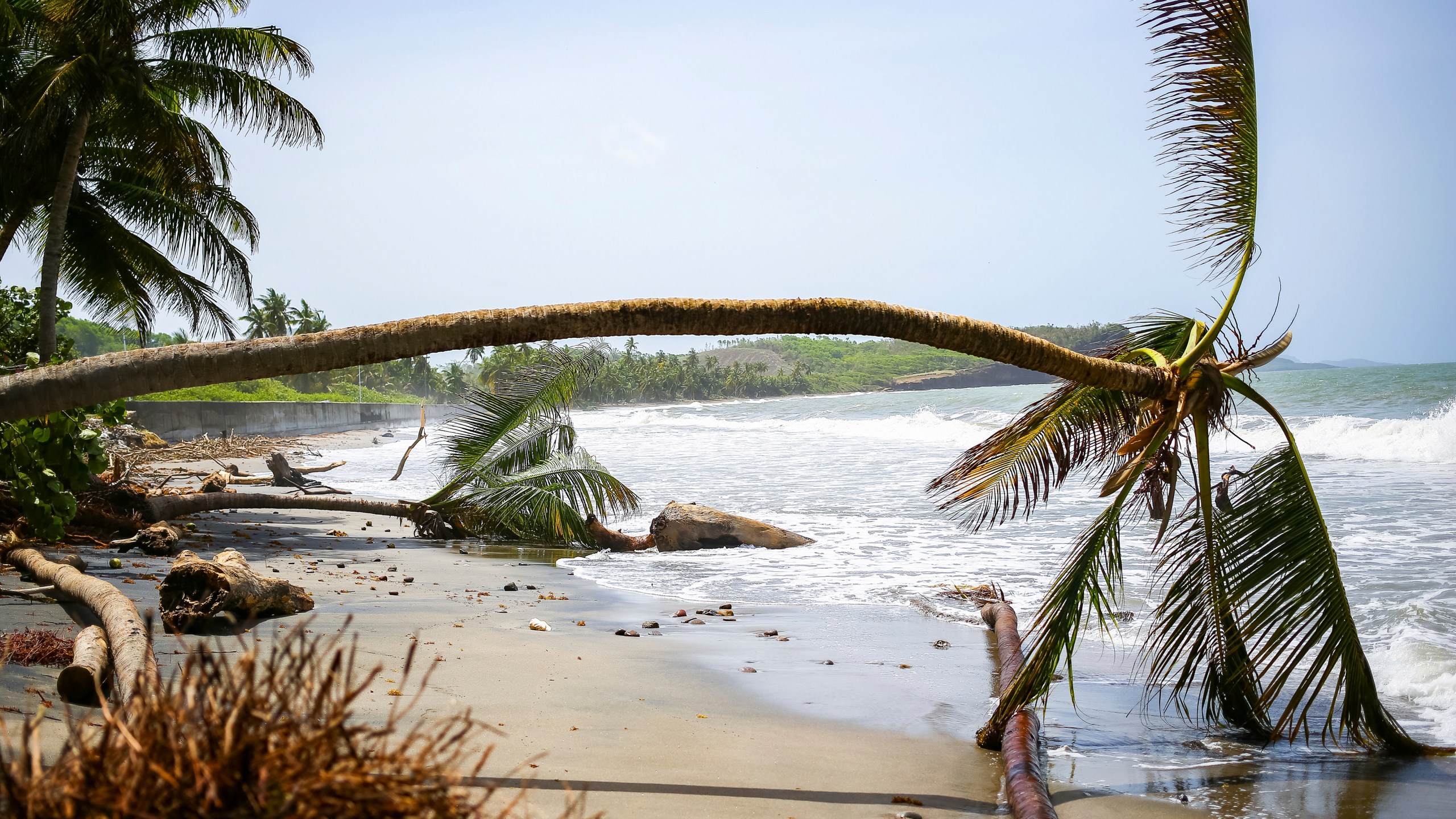 Palm trees wilt after being uprooted by Hurricane Beryl in St. Patrick, Grenada, Tuesday, July 2, 2024. (AP Photo/Haron Forteau)