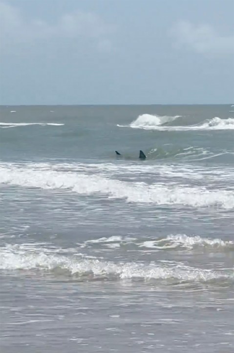 This image provided by Katie McMillan shows sharks near the shore on South Padre Island, Texas on Thursday, July 4, 2024. Shark attacks disrupted Fourth of July celebrations as two people were taken to the hospital with bites, at least one of them severe, authorities said. (Katie McMillan via AP)