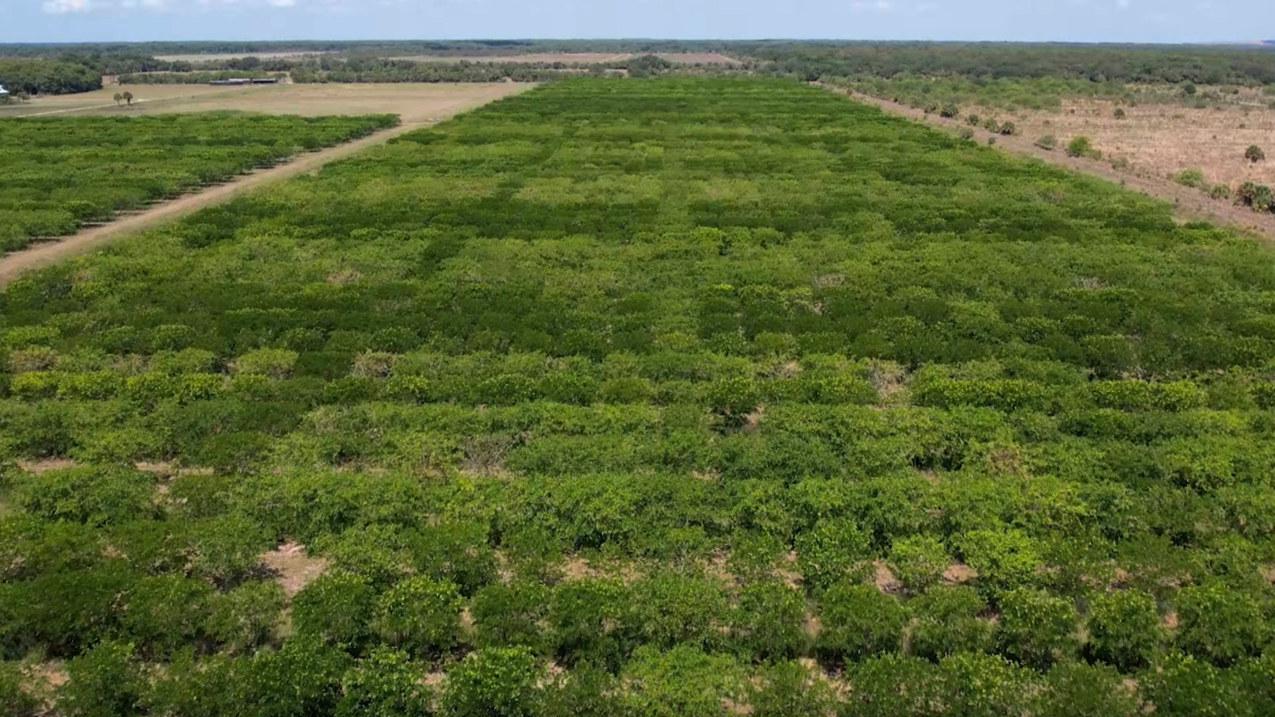 Pongamia trees grow in a former citrus grove, Thursday, June 6, 2024, in St. Lucie County, Fla. As large parts of the Sunshine State's once-famous citrus industry have all but dried up over the past couple of decades due to greening and citrus canker, some farmers are turning to the pongamia tree, a climate-resilient tree with the potential to produce plant based proteins and a sustainable biofuel. (AP Photo/Daniel Kozin)