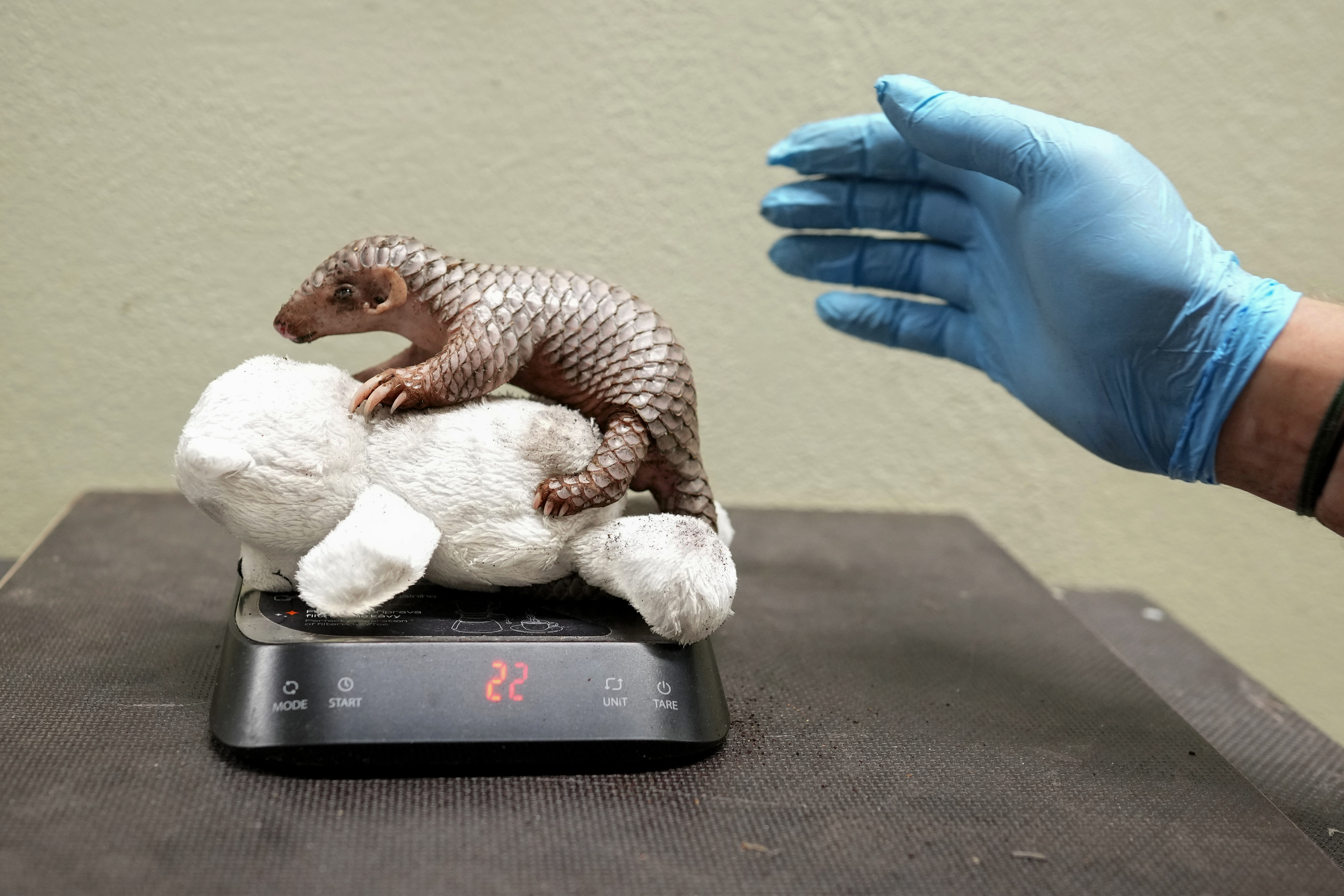 A newborn baby Chinese pangolin is weighed at the Prague zoo, Czech Republic, Wednesday, July 10, 2024. The baby female of the critically endangered animal was born on July 1, 2024. This is the second Chinese pangolin to be born here in less than two years and is doing well. (AP Photo/Petr David Josek)