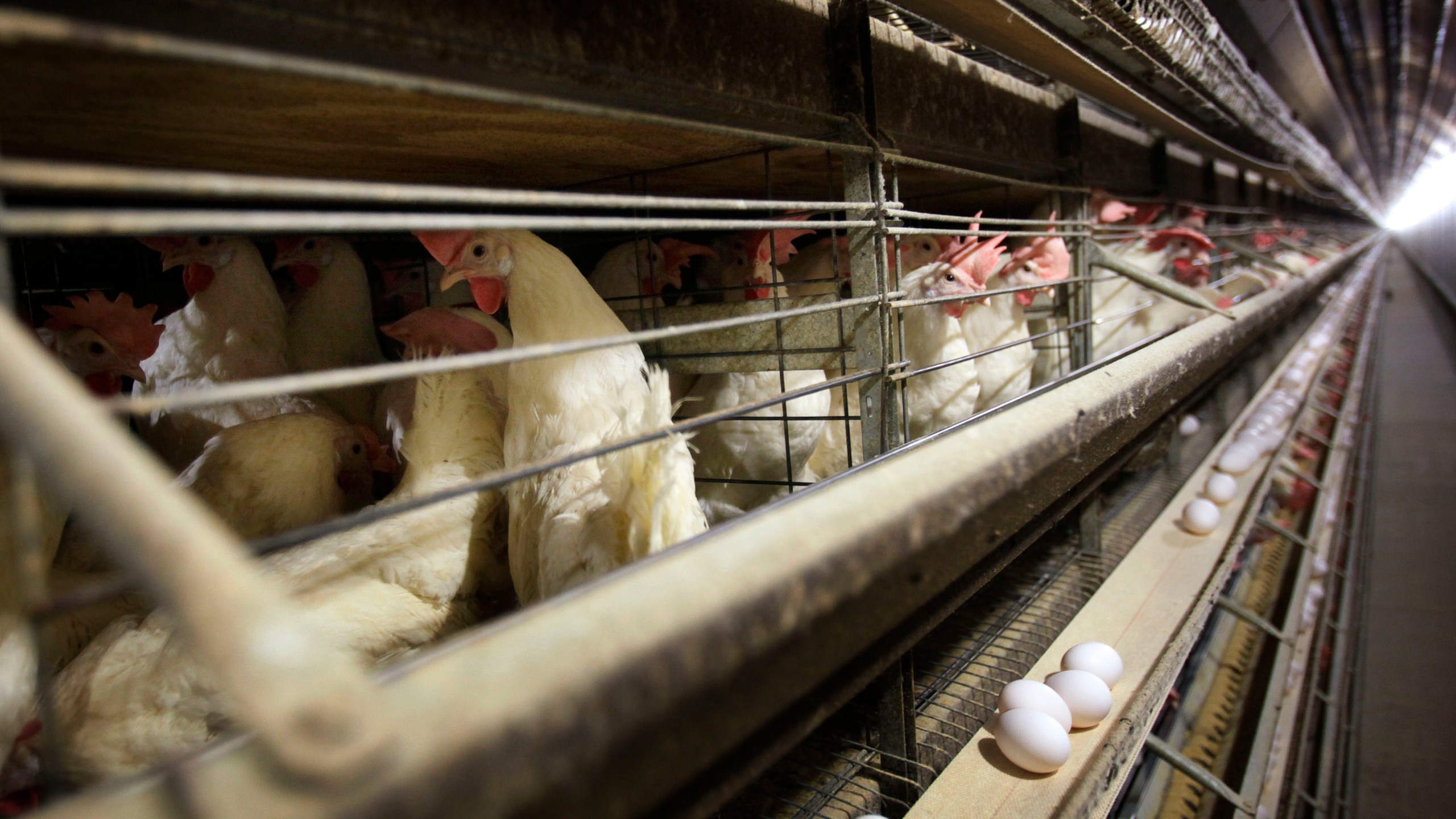 FILE - Chickens stand in their cages at a farm, in Iowa, Nov. 16, 2009. Four more people, all Colorado poultry workers, have been diagnosed with bird flu infections, health officials said late Sunday, June 14, 2024. The new cases are the sixth, seventh, eighth, and ninth in the United States diagnosed with the bird flu, which so far has caused mild illness in humans. (AP Photo/Charlie Neibergall, File)