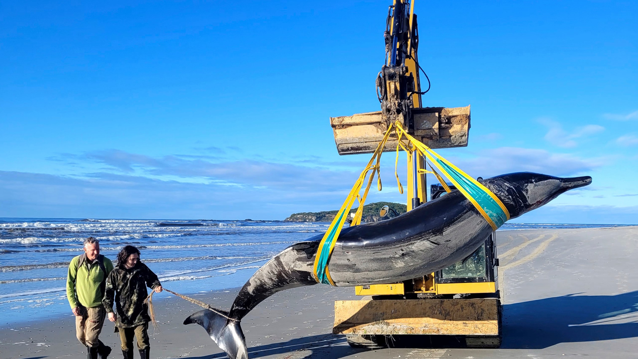 In this photo provided by the Department of Conservation rangers Jim Fyfe and Tūmai Cassidy walk alongside what is believed to be a rare spade-toothed whale, on July 5, 2024, after its was found washed ashore on a beach near Otago, New Zealand. (Department of Conservation via AP)