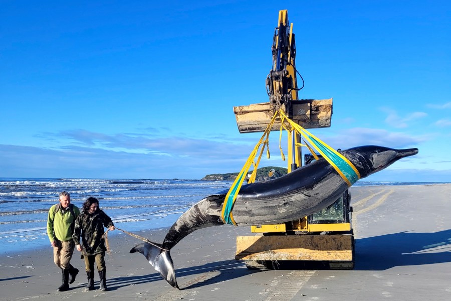 In this photo provided by the Department of Conservation rangers Jim Fyfe and Tūmai Cassidy walk alongside what is believed to be a rare spade-toothed whale, on July 5, 2024, after its was found washed ashore on a beach near Otago, New Zealand. (Department of Conservation via AP)