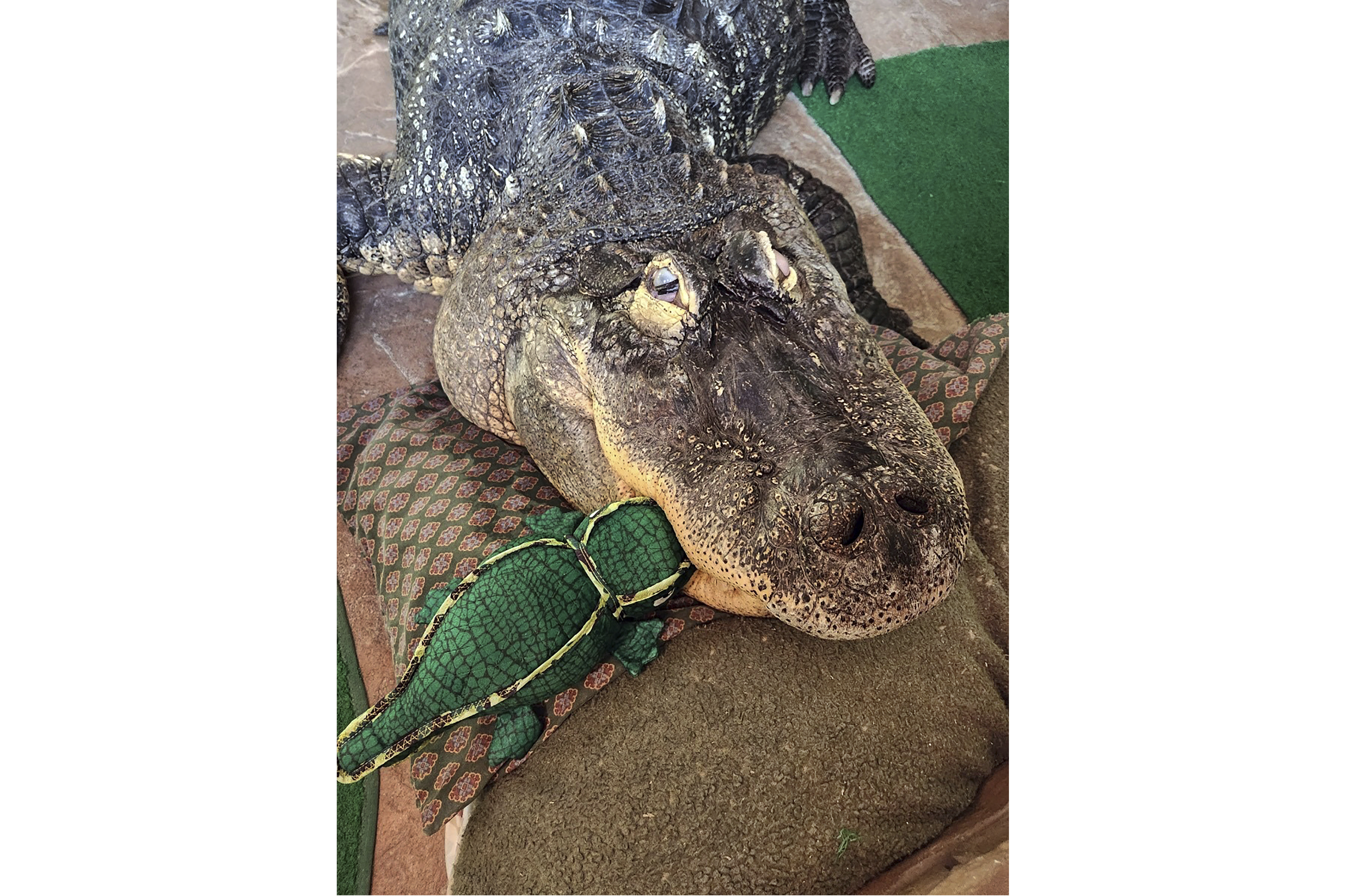 This undated photo, provided by Tony Cavallaro, shows his 750-pound alligator, Albert, in Cavallaro's personal enclosure, in Hamburg, NY. Cavallaro, whose alligator Albert was seized, is suing the state Department of Environmental Conservation in an effort to get him back, saying the agency was wrong not to renew a license for the pet he'd raised for more than 30 years. (Courtesy Tony Cavallaro via AP)