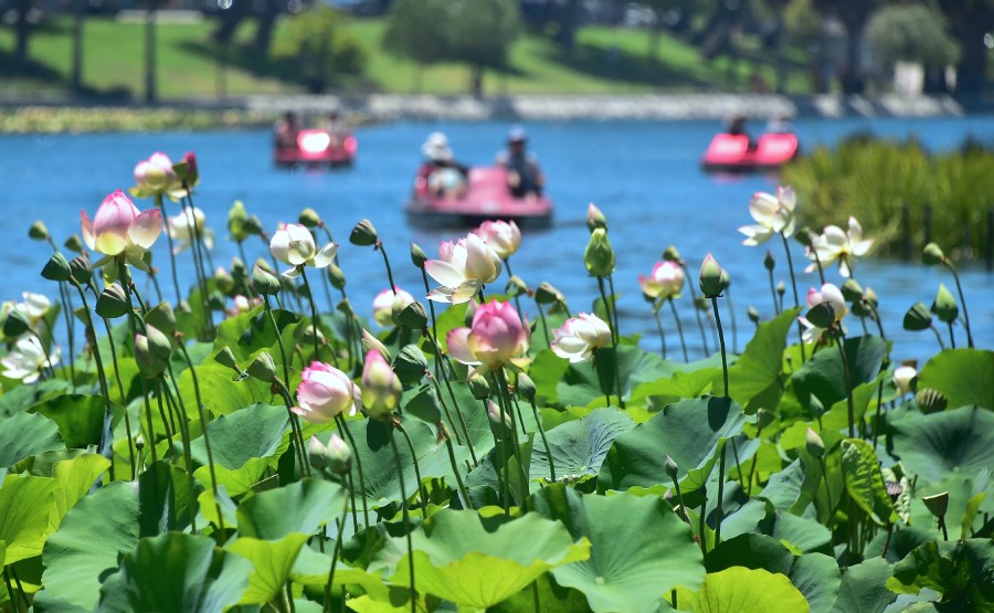 Echo Lake Lotus Flowers