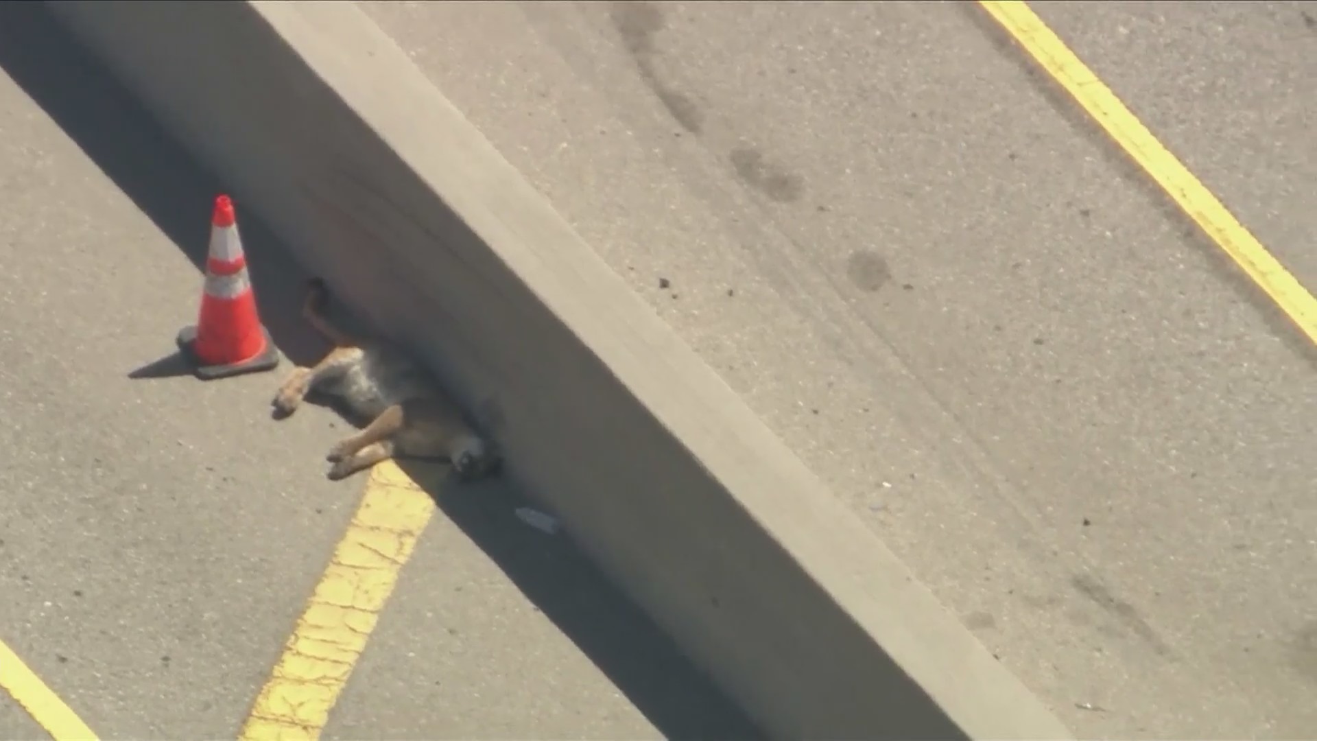 Mountain lion killed on 405 Freeway