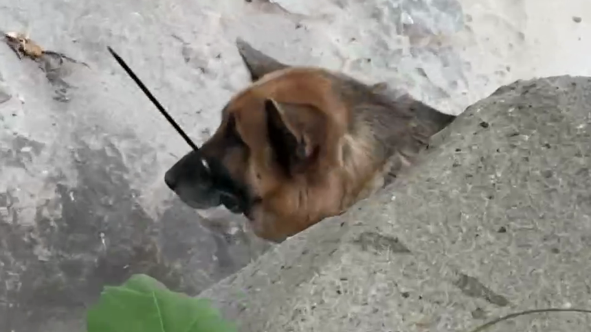 https://digital-staging.ktla.com/news/local-news/dog-found-with-zip-ties-around-mouth-neck-in-malibu-wilderness/