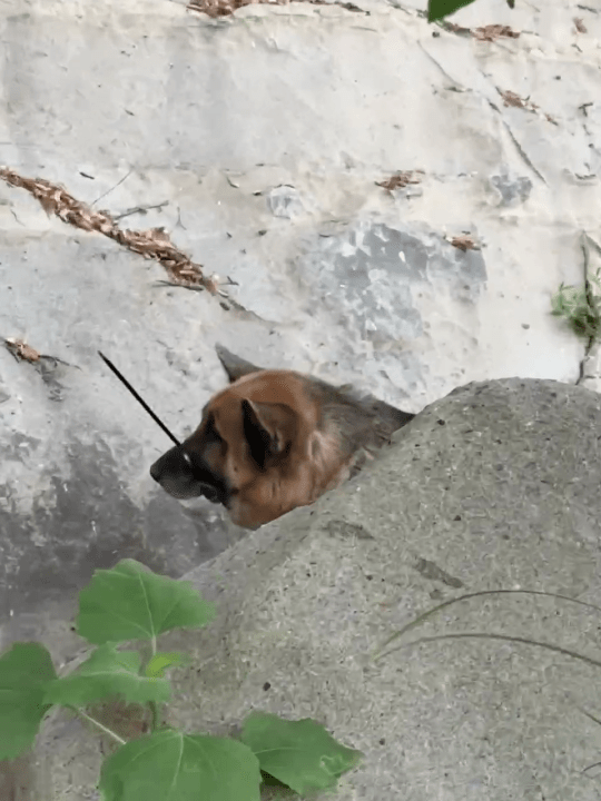 Photos shared by Jonathan Manaoat show the German shepherd resting as they await rescuers in Malibu Canyon on July 3, 2024. (Jonathan Manaoat)